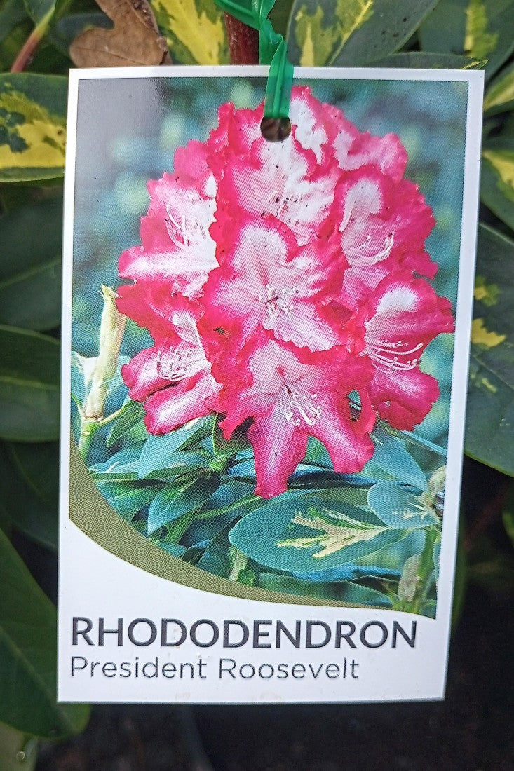 RHODODENDRON PRESIDENT ROOSEVELT 200MM