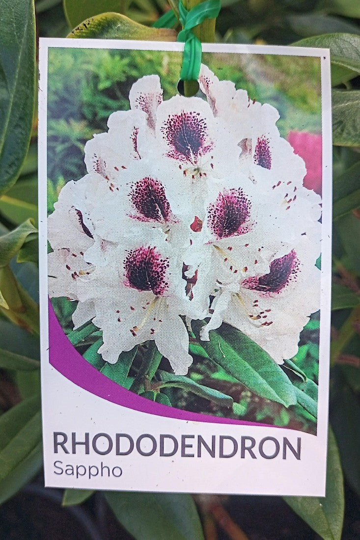 RHODODENDRON SAPPHO 200MM