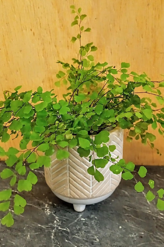 ADIANTUM FRAGRANS MAIDENHAIR FERN 7CM