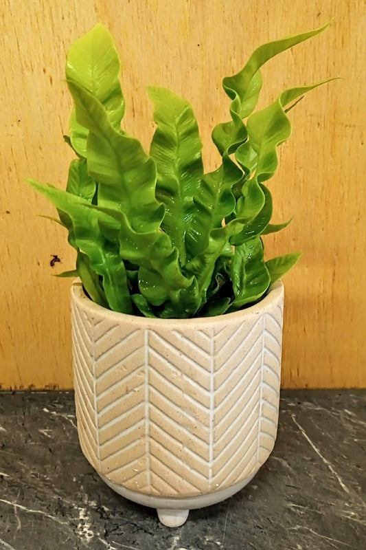 ASPLENIUM NIDUS CRISPY WAVE 7CM