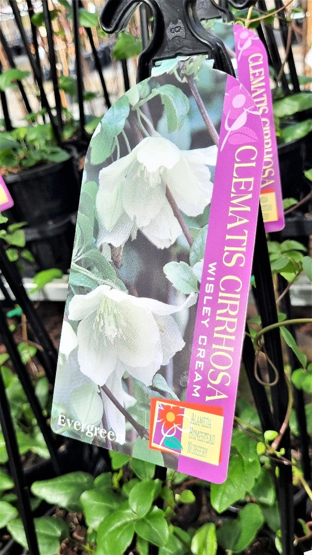 CLEMATIS CIRRHIOSA WISLEY CREAM 140MM