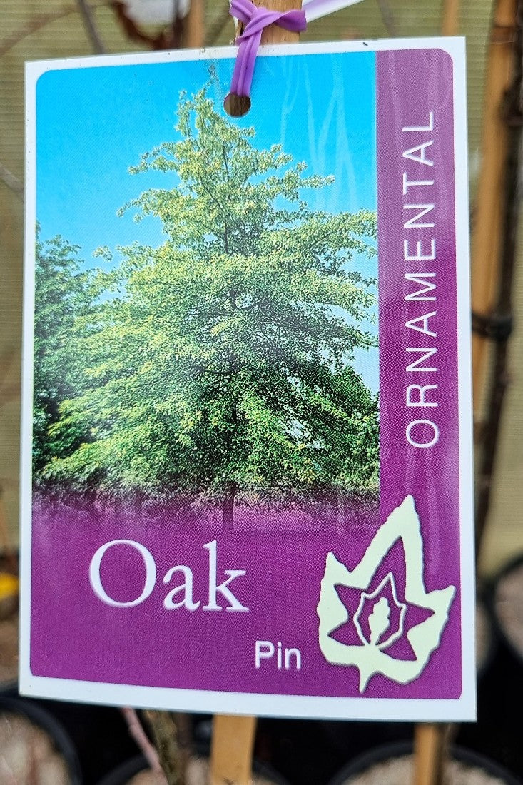 OAK QUERCUS PALUSTRIS PIN OAK 200MM Avalon Nursery