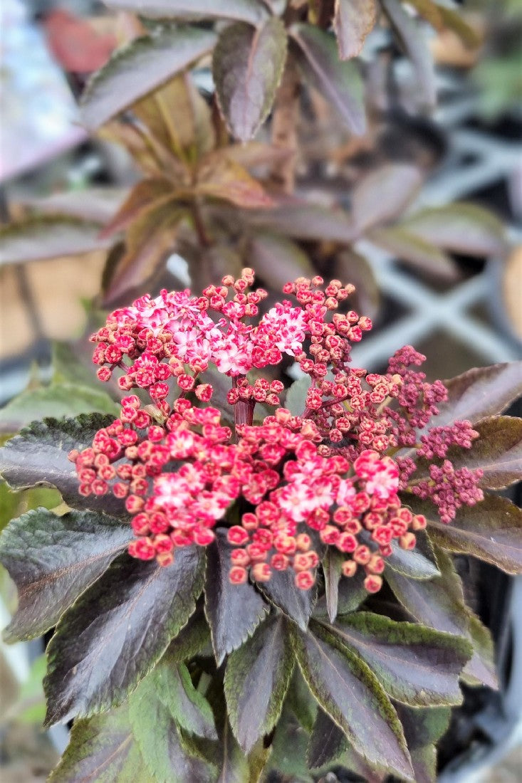 SAMBUCUS NIGRA BLACK TOWER ELDERBERRY 200MM