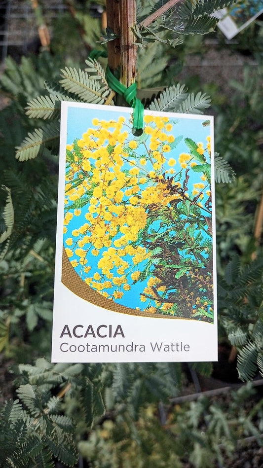 ACACIA BAILEYANA COOTAMUNDRA WATTLE 250MM