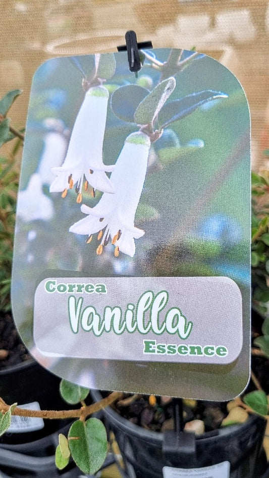 CORREA VANILLA ESSENCE 140MM