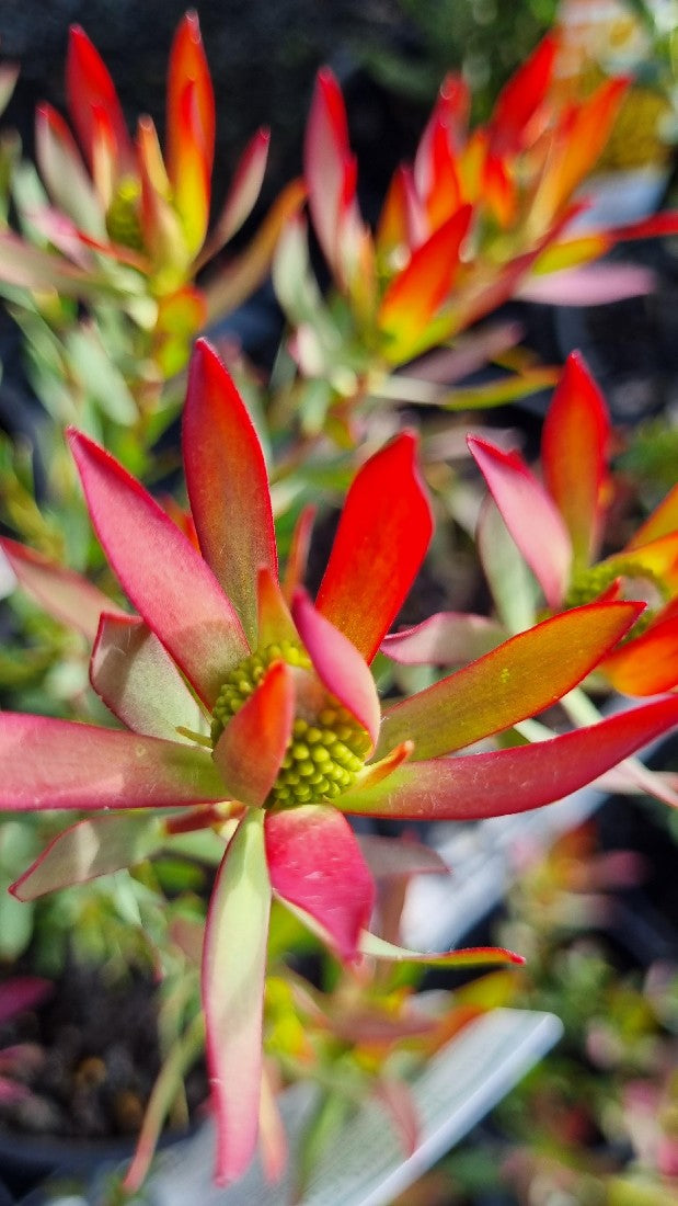 LEUCADENDRON SUPER STAR 140MM