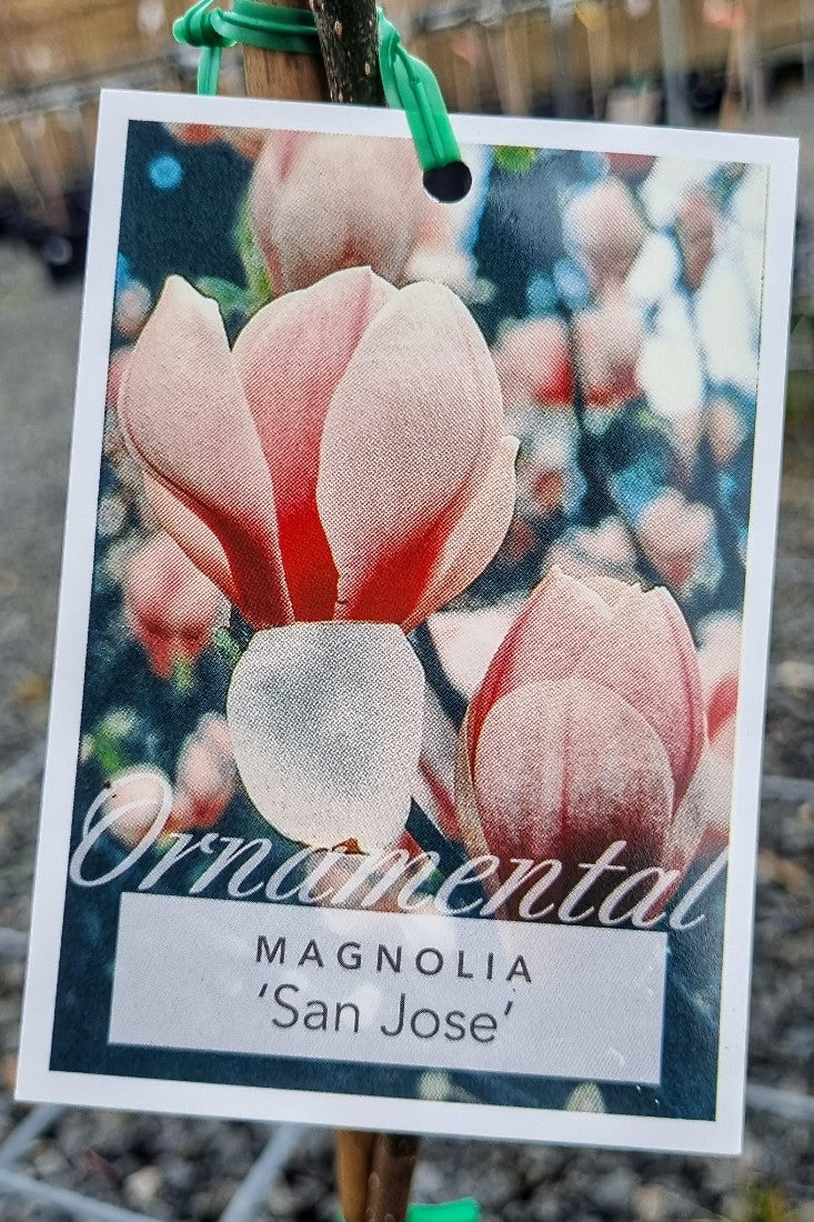 MAGNOLIA SOULANGEANA SAN JOSE 200MM