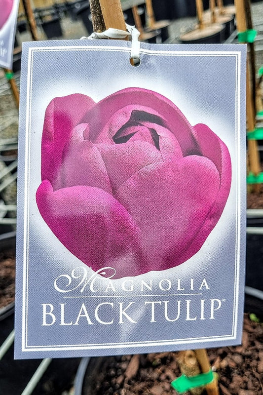 MAGNOLIA BLACK TULIP 200MM