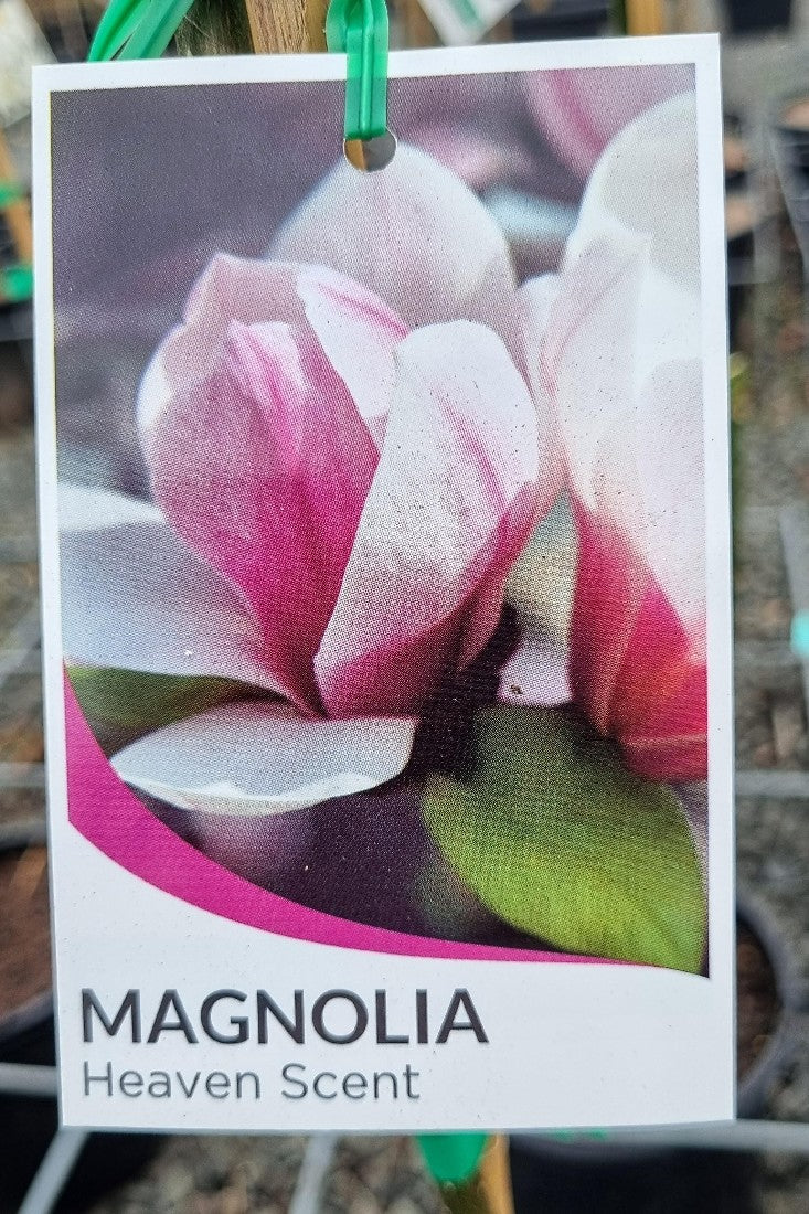 MAGNOLIA HEAVEN SCENT 200MM – Avalon Nursery