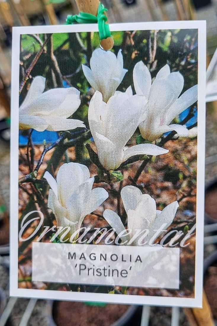 MAGNOLIA PRISTINE 200MM