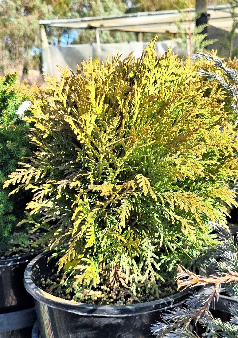 THUJA OCCIIDENTALIS DANICA 200MM