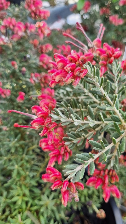 GREVILLEA STRAWBERRY SMOOTHIE 200MM