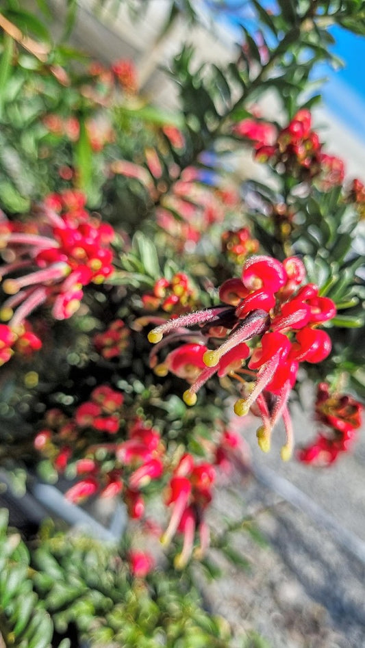 GREVILLEA HOT LAVA 200MM