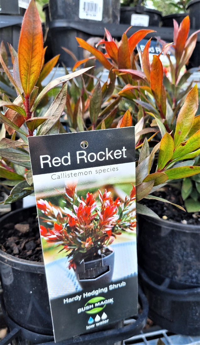 CALLISTEMON RED ROCKET 140MM