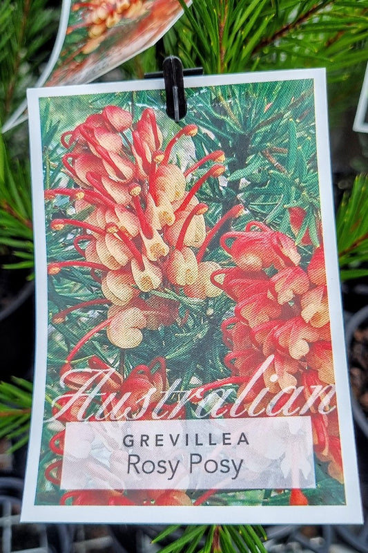 GREVILLEA ROSY POSY 140MM