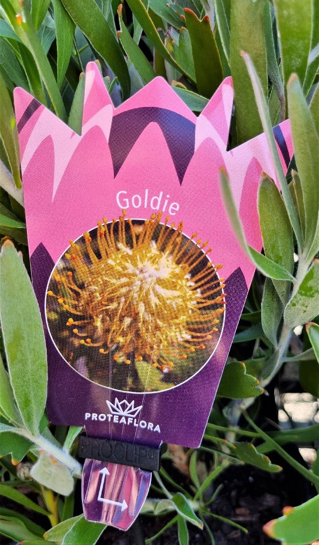 LEUCOSPERMUM GOLDIE 140MM