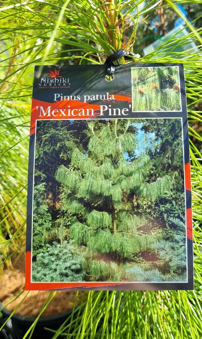 PINUS PATULA MEXICAN PINE 200MM