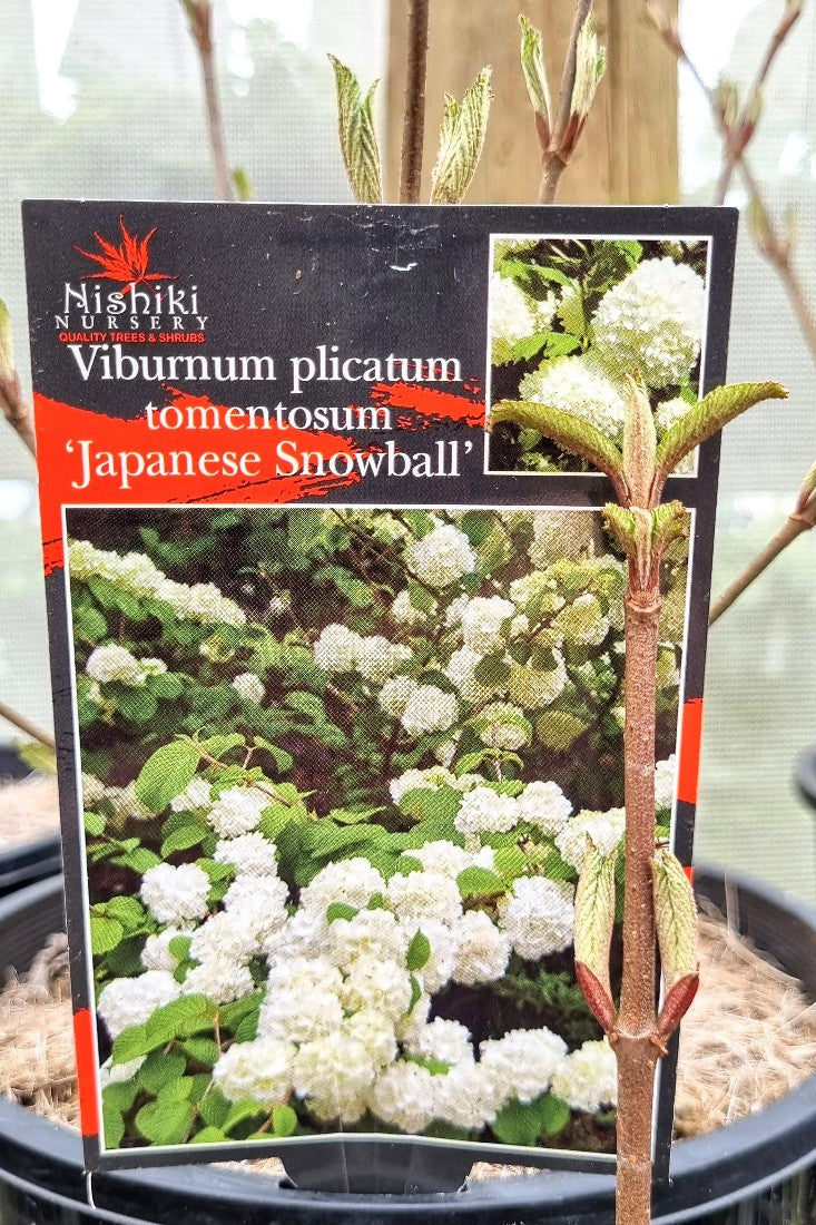 VIBURNUM PLICATUM TOMENTOSUM JAPANESE SNOWBALL 200MM