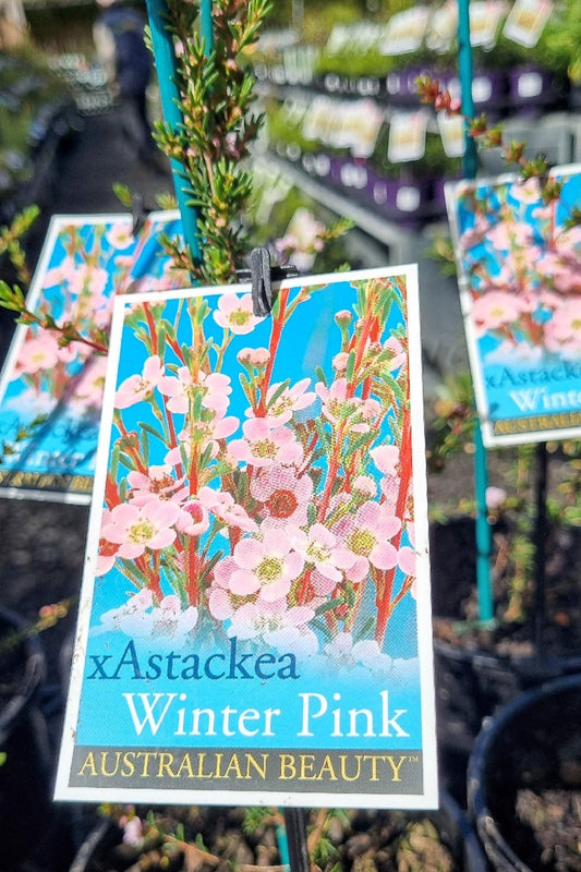 X ASTACKEA WINTER PINK 140MM