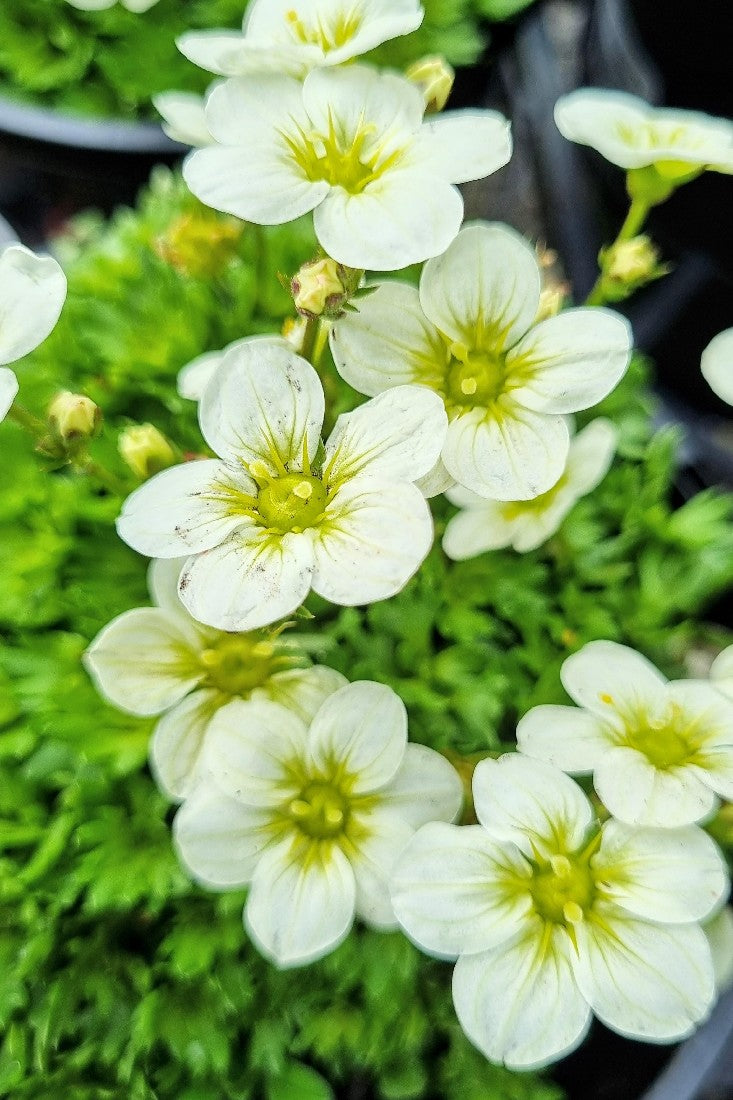 SAXIFRAGA LIME 140MM