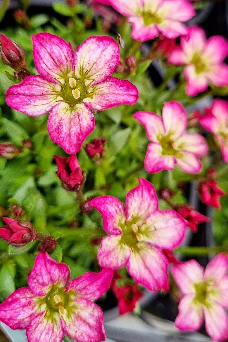 SAXIFRAGA ROSE 140MM