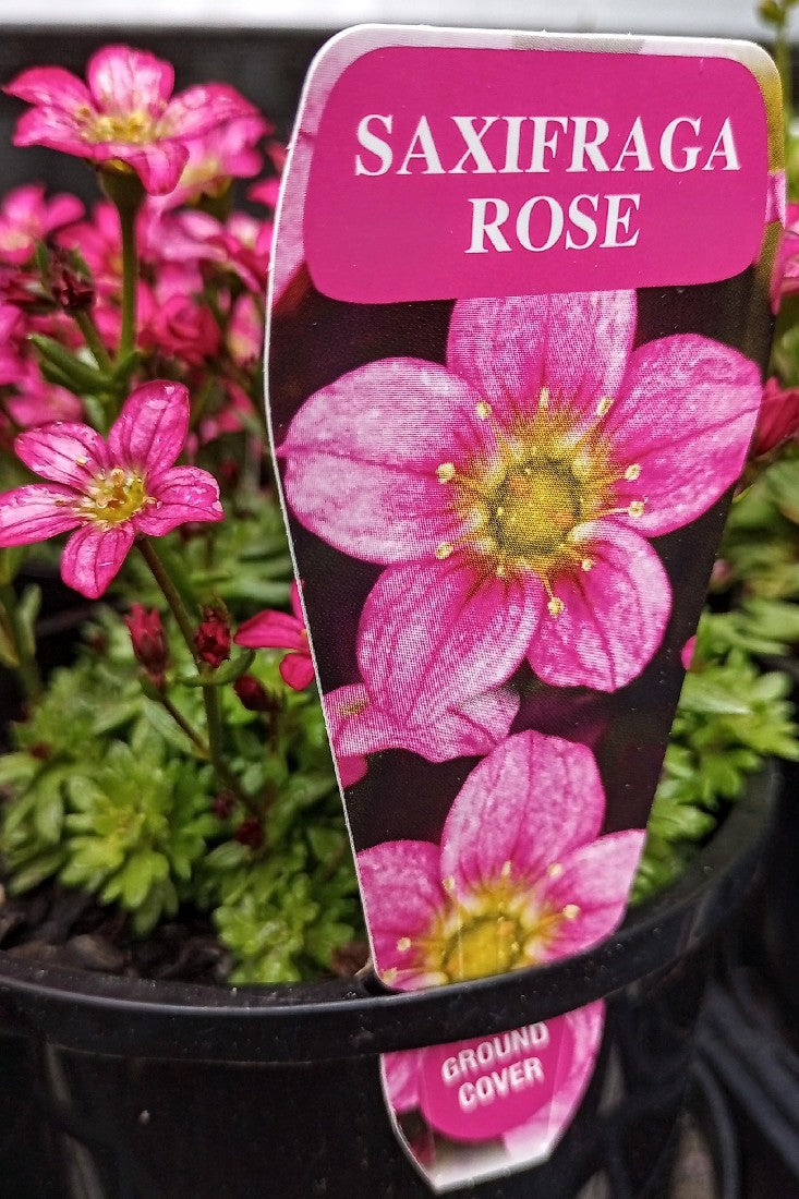 SAXIFRAGA ROSE 140MM