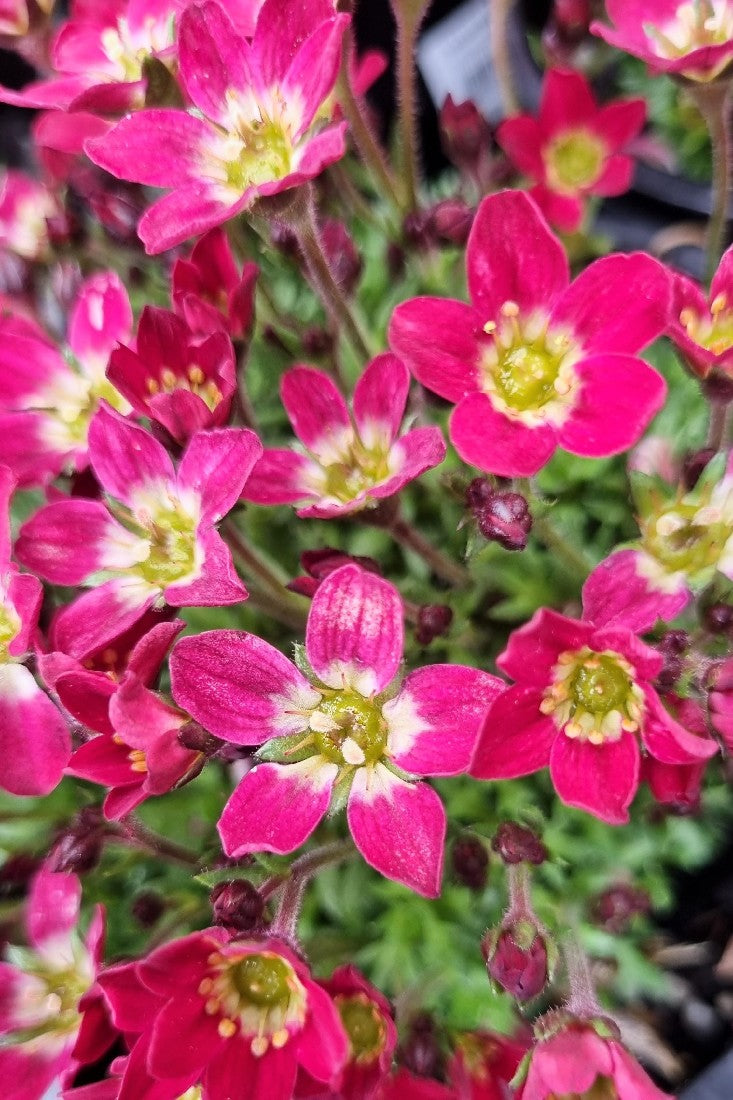 SAXIFRAGA SCARLET 140MM