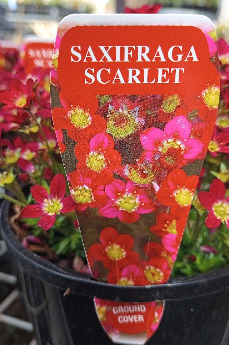 SAXIFRAGA SCARLET 140MM