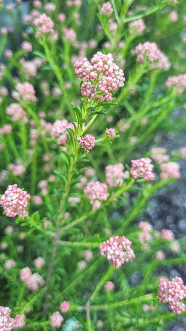 OZOTHAMNUS DIOSMIFOLIUS RADIANCE 200MM