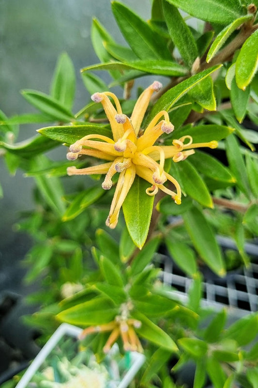 GREVILLEA WILD GOLD 200MM