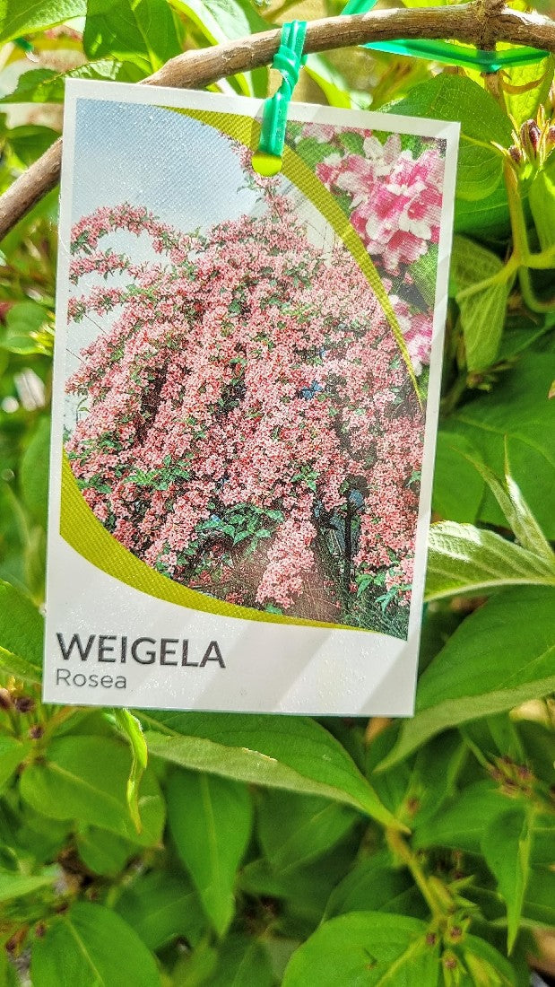 WEIGELA FLORIDA ROSEA APPLE BLOSSOM 200MM