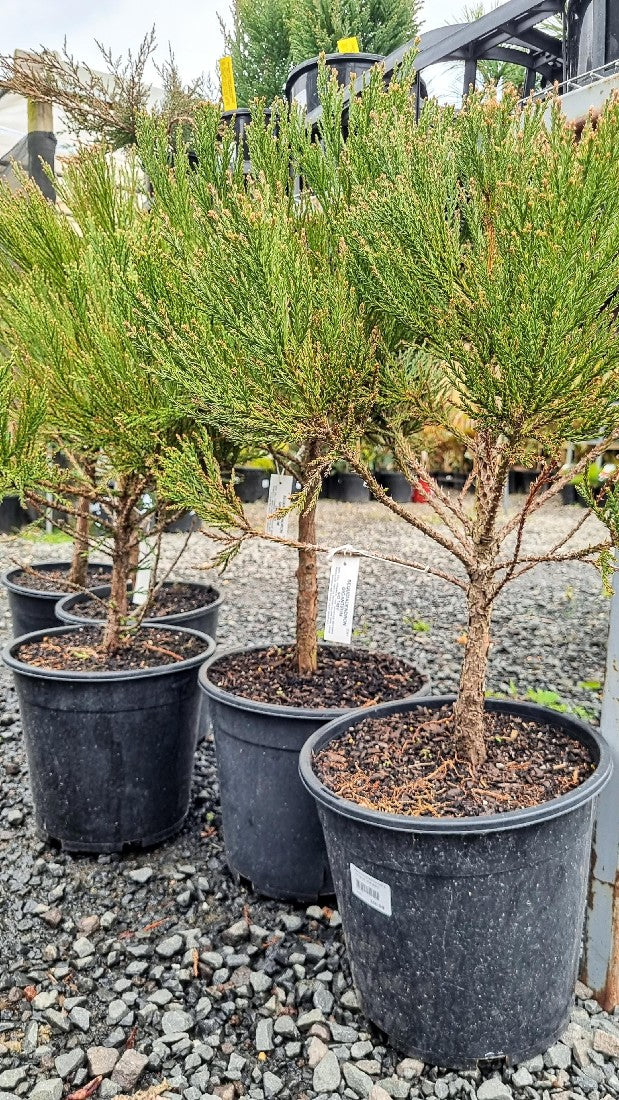 SEQUOIADENDRON GIGANTEUM GIANT SEQUOIA 250MM