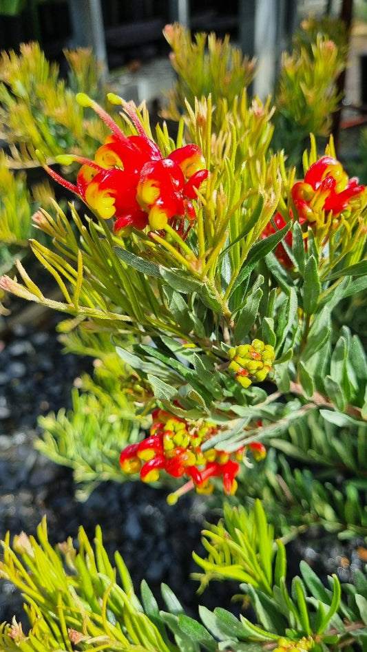 GREVILLEA ALPINA X ROSMARINIFOLIA BONNIE PRINCE CHARLIE 200MM