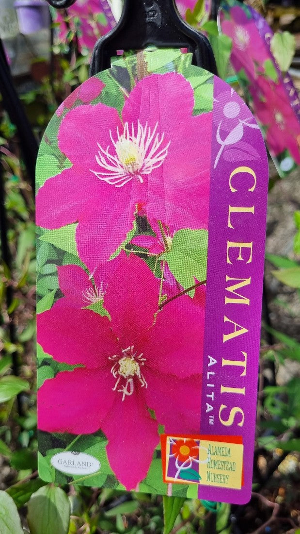 CLEMATIS X JACKMANII ALITA 200MM