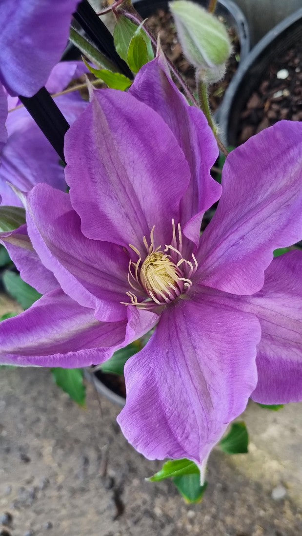 CLEMATIS KATHLEEN WHEELER 200MM