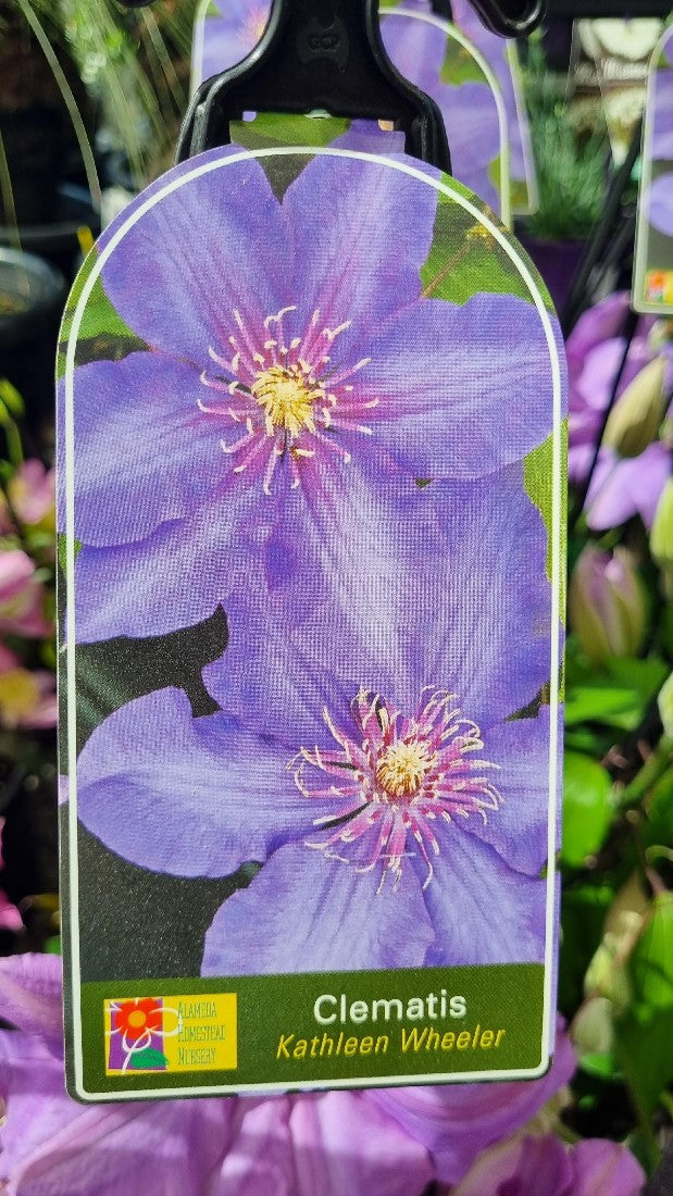 CLEMATIS KATHLEEN WHEELER 200MM