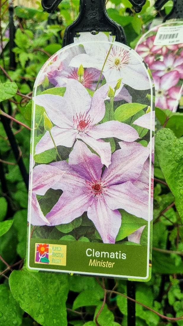 CLEMATIS MINISTER 200MM