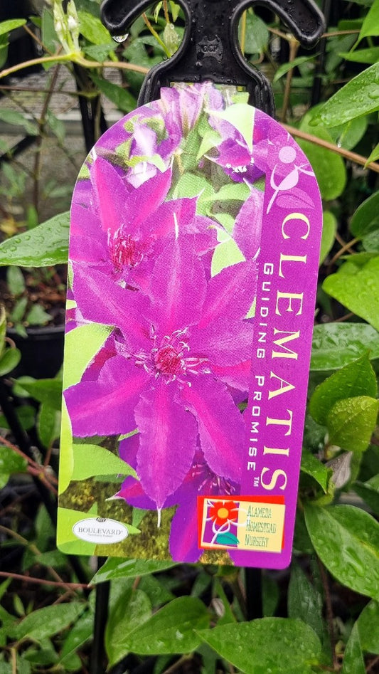 CLEMATIS GUIDING PROMISE 200MM