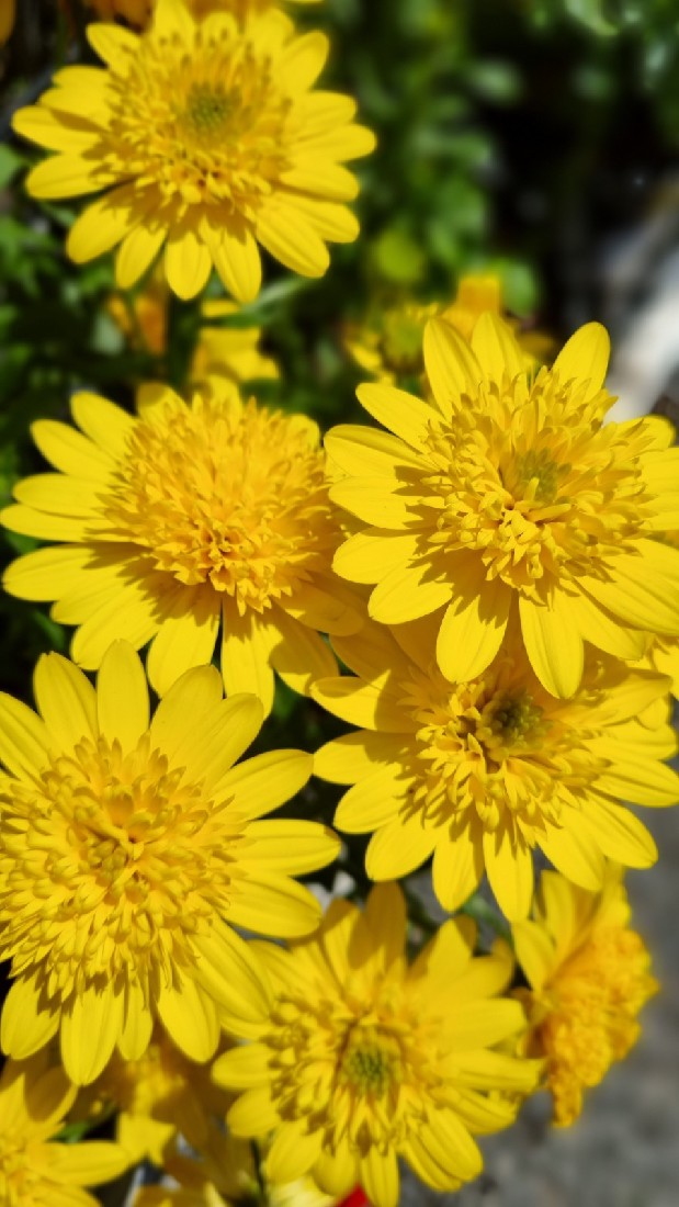 OSTEOSPERMUM AFRICAN DAISY 3D DEEP SUN 140MM