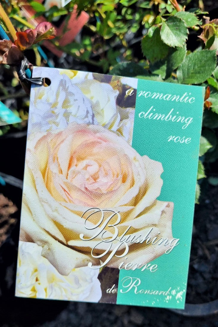 2022 CLIMBING ROSE BLUSHING PIERRE DE RONSARD