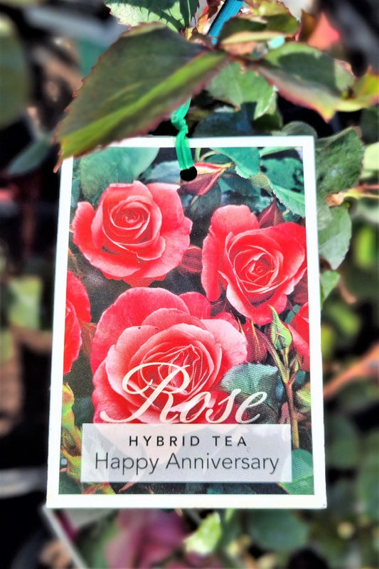 2022 BUSH ROSE HAPPY ANNIVERSARY HYBRID TEA ROSE