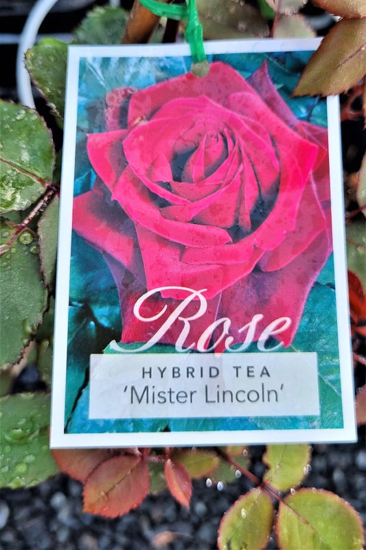 2022 CLIMBING ROSE MR LINCOLN HYBRID TEA