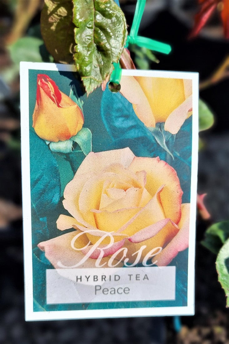 2022 BUSH ROSE PEACE HYBRID TEA