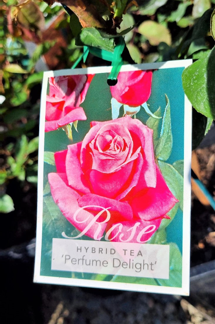 2022 BUSH ROSE PERFUME DELIGHT HYBRID TEA ROSE