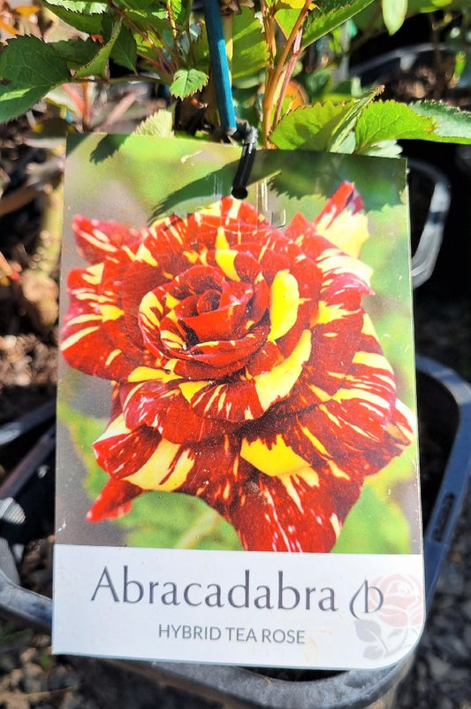 2022 BUSH ROSE ABRACDADABRA HYBRID TEA ROSE