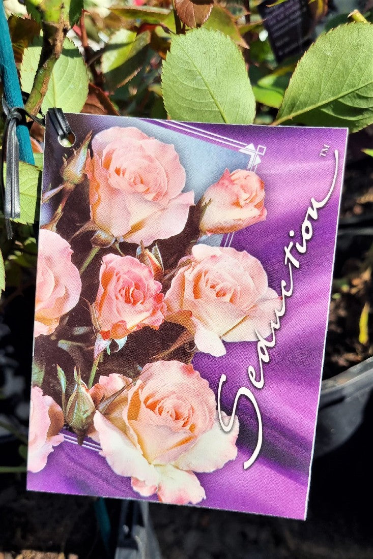 2022 BUSH ROSE SEDUCTION FLORIBUNDA