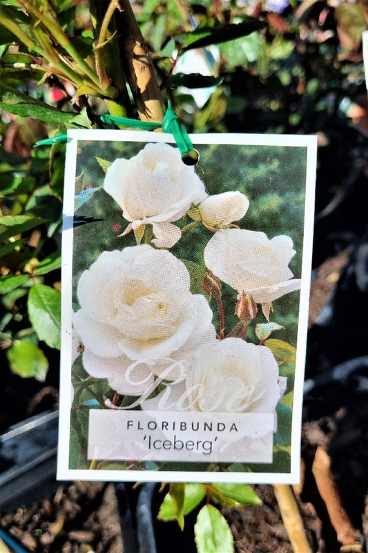 2022 ICEBERG FLORIBUNDA BUSH ROSE