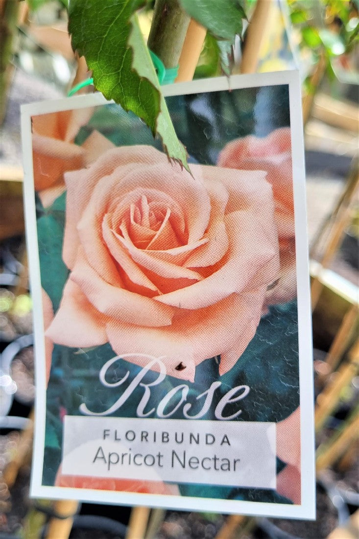 2022 3FT STANDARD ROSE APRICOT NECTAR FLORIBUNDA