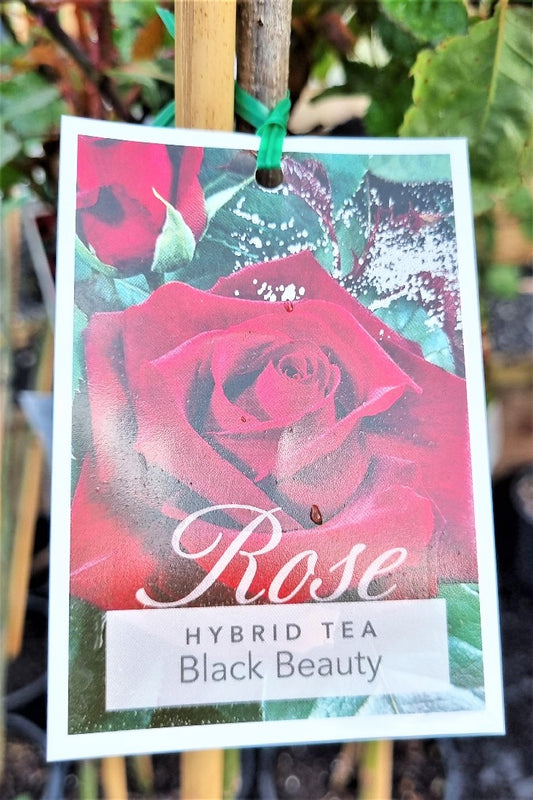 2022 3FT STANDARD ROSE BLACK BEAUTY HYBRID TEA