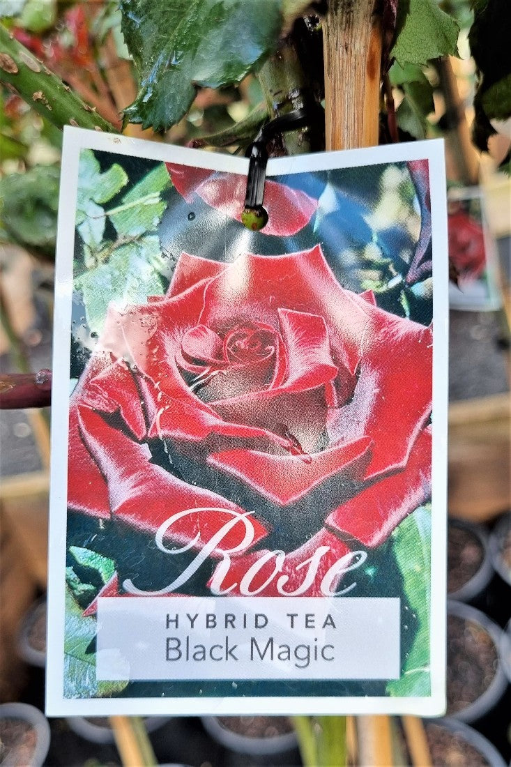 2022 3FT STANDARD ROSE BLACK MAGIC HYBRID TEA